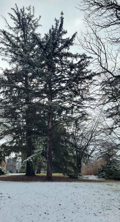 Colorado Spruce winter