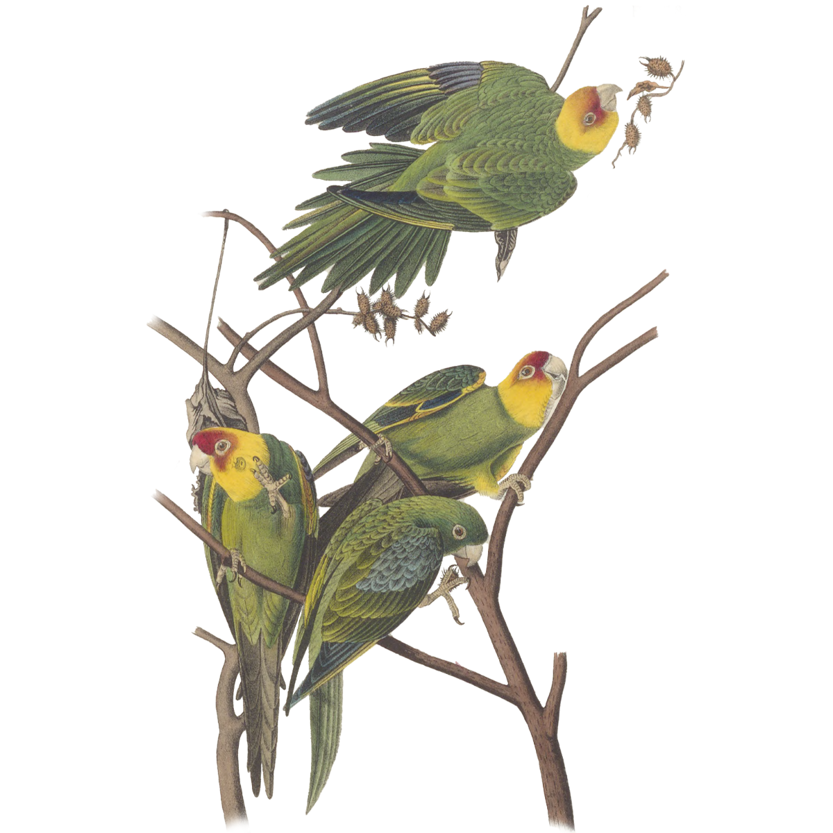 Audubon Carolina Parakeet
