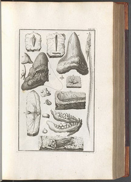 Fossils deposited by the Flood, engraving, Johann Scheuchzer, Physica sacra, vol. 1, 1731 (Linda Hall Library)