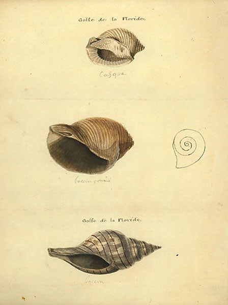 Original drawing of three shells by Lucy Sistare Say, in the Academy of Natural Sciences, Philadelphia (ansp.org)