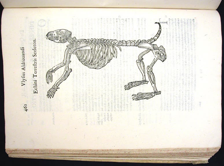 Skeleton of a hedgehog (echinus), woodcut, in Ulisse Aldrovandi, De quadripedibus digitatis viviparis, 1645 (1663) (Linda Hall Library) 