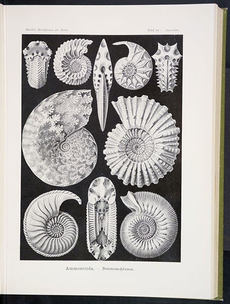 Various ammonites, lithograph, in Kunstformen der Natur, by Ernst Haeckel, plate 44, 1899-1904 (Linda Hall Library)