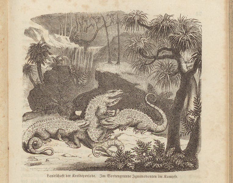 Battling Iguanodons, wood-engraved headpiece, Karl Cäsar von Leonhard, Das Buch der Geologie, vol. 2, 1855 (Linda Hall Library)