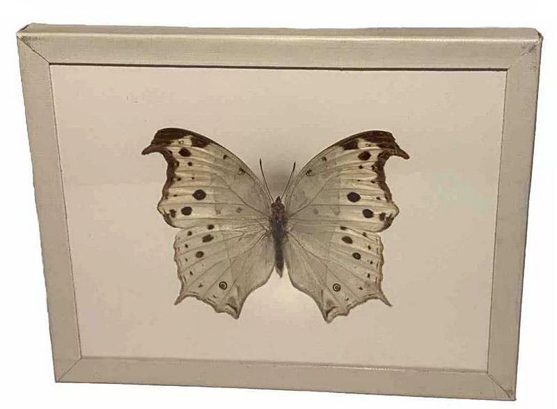 A Denton Mount offered for sale, with Denton Bros. stamp and label on reverse, unknown species, eBay (shopasteal on ebay)