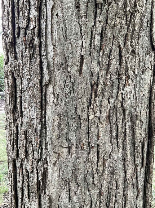 Bebb Oak bark