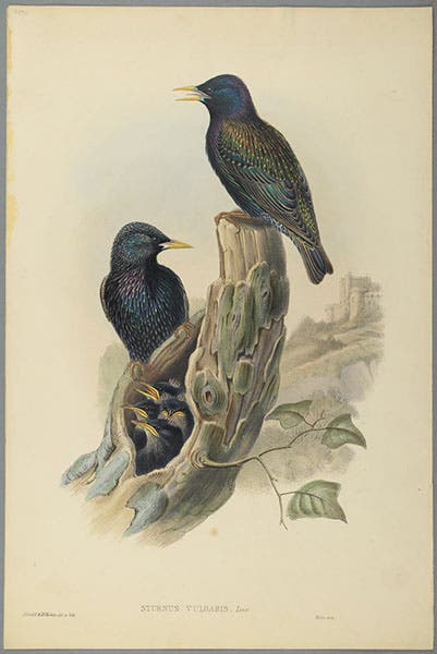 Common starling, hand-colored lithograph by John Gould and H.C. Richter, from Gould, Birds of Great Britain, 1873 (Brooklyn Museum)