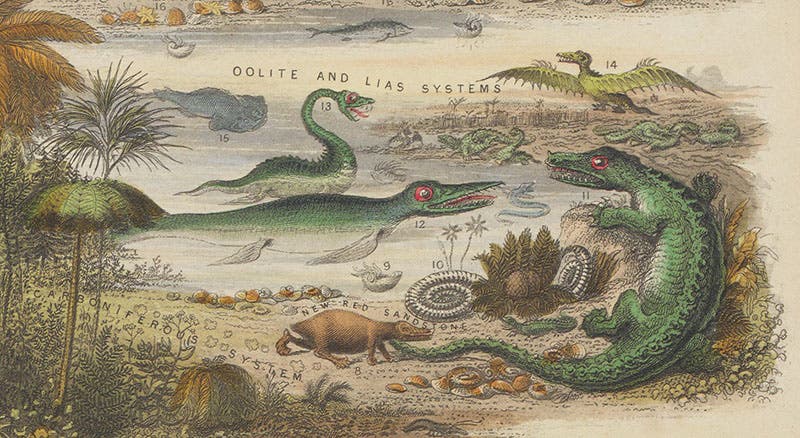 Prehistoric animals of the Oolite and Lias systems, detail of  “The Antediluvian World”, hand-colored engraved chart by John Emslie, in James Reynolds, Diagrams Illustrating the Sciences of Astronomy and Geography, 1844-50 (Linda Hall Library)