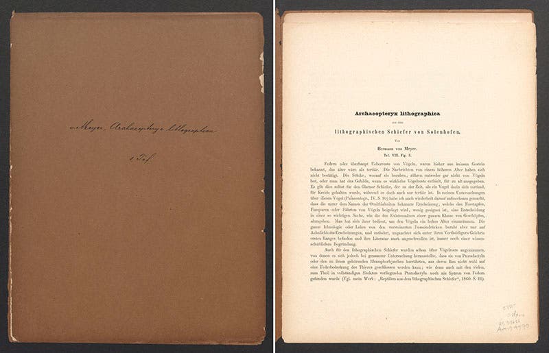 Front wrapper with contemporary hand-written label and the first page of Hermann von Meyer’s paper, “Archaeopteryx lithographica…”, 1861 (Linda Hall Library)