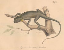 Agama colonorum (Spiny agama), hand-colored lithograph, cropped, Neue Wirbelthiere zu der Fauna von Abyssinien, by Eduard Rüppell, [v. 3] Amphibien, plate 4, 1835 (Linda Hall Library)