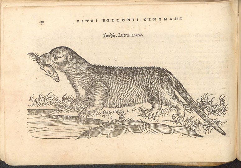 Otter, woodcut in De aquatilibus, by Pierre Belon, 1553 (Linda Hall Library)
