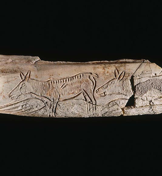 The “Hinds of Chaffaud,” a carved reindeer femur found in Chaffaud cave in Savigne in the commune of Vienne, France, before 1852, now acknowledged as the first discovered piece of paleolithic art, now in the Musée