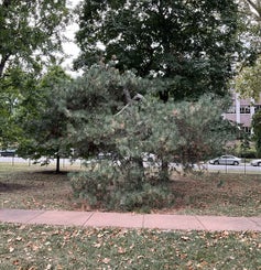 Austrian Pine summer