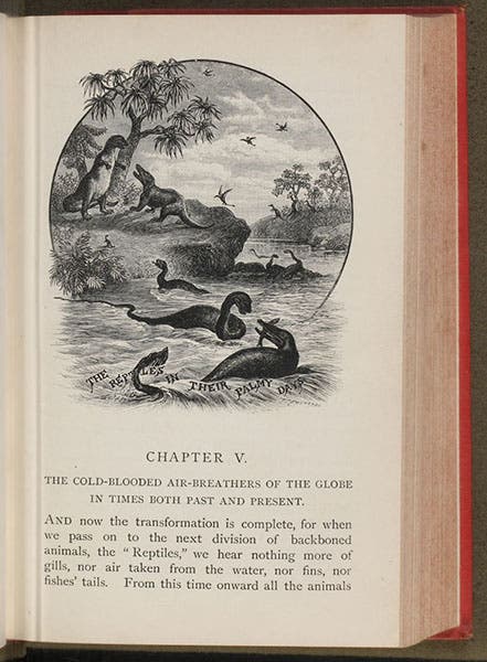 The first page of chapter 5, with headpiece titled: “The Retiles in their Palmy Days,” wood engraving by Theo Carreras, Winners in Life's Race, or the Great Backboned Family, by Arabella Buckley, 1882 (Linda Hall Library)