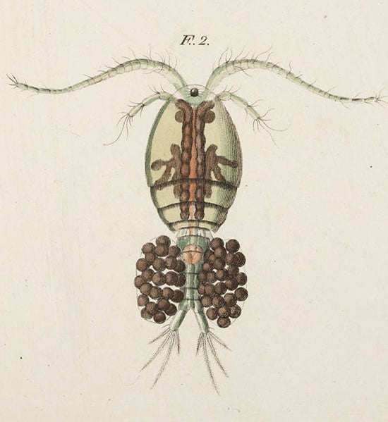 <i>Monoculus quadricornis fuscus</i>, a copepod female, from Louis Jurine, <i>Histoire des monocles</i>, 1820 (Linda Hall Library)