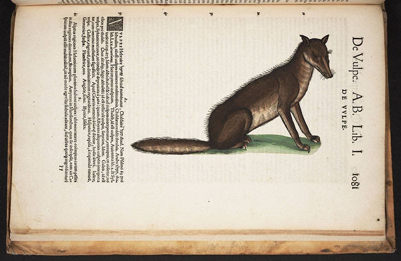 Fox, hand-colored woodcut, Gessner, Historia animalium, 1551 (Linda Hall Library)