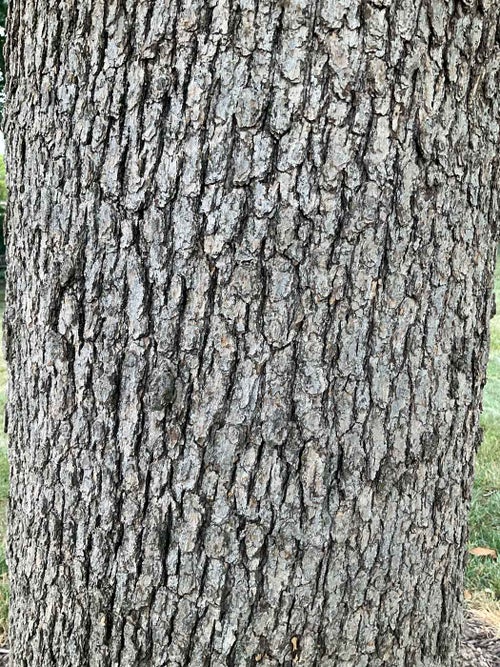 Faxon Oak bark
