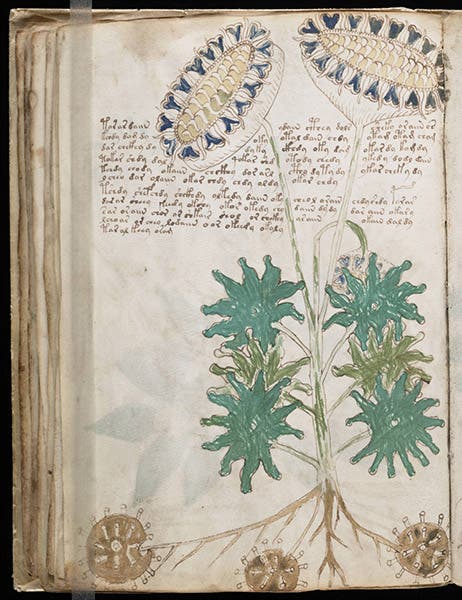 Composite flower, Voynich manuscript (Wikimedia Commons)