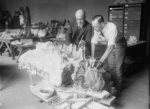Charles Gilmore (left) with his preparator, Norman Boss, looking over a segment of a Diplodocus skeleton at the USNM (National Museum of Natural History)