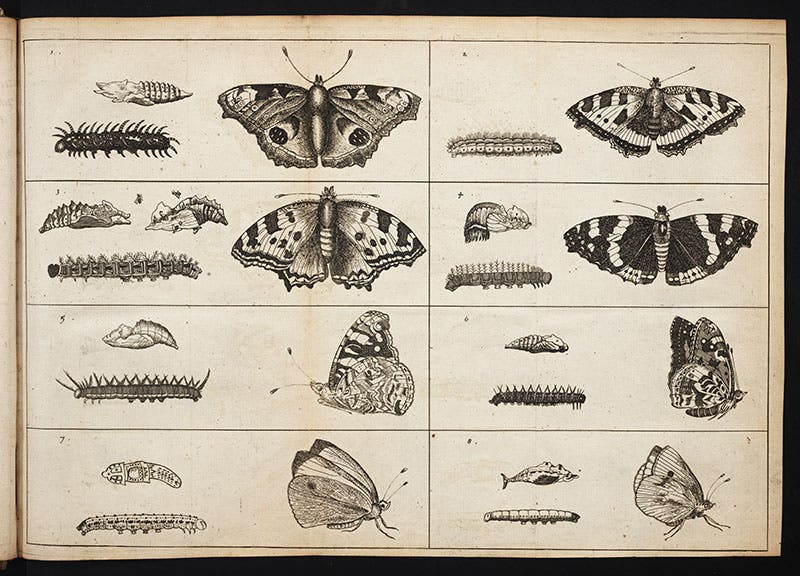 Peacock, red admiral, and 6 other butterflies, folding engraved plate, Goedaert, De insectis, 1685 (Linda Hall Library)