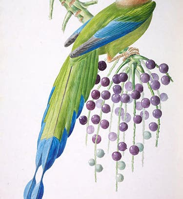 <i>Momot houtou</i>, hand-colored lithograph, Jean-Théodore Descourtilz, <i>Oiseaux brillans du Brésil</i>, 1834 (Natural History Museum via biodiversitylibrary.org)
