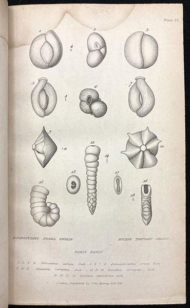 Microscopic fossil shells, from unpublished drawings by Gérard Paul Deshayes, in Principles of Geology, by Charles Lyell, vol. 3, plate 4, 1833 (Linda Hall Library)