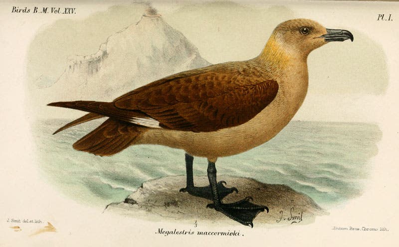 McCormick’s Skua, print by Joseph Smit for the British Museum (Natural History), 1896 (Wikimedia commons)
