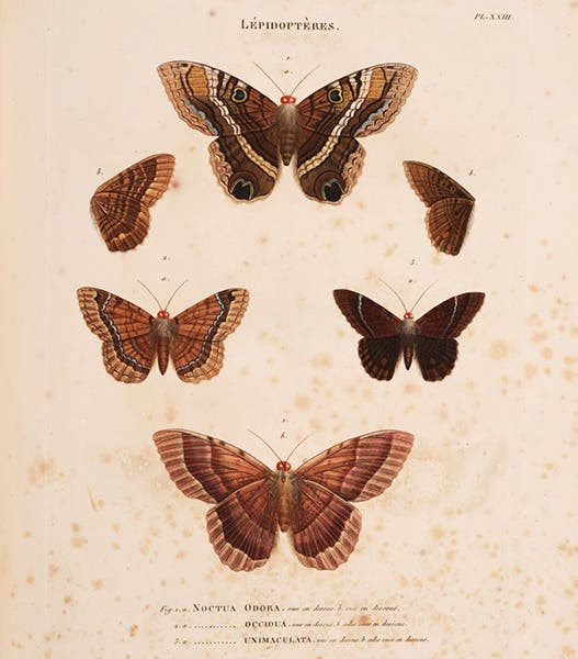 Noctua moths, engraved after drawings by Jean-Gabriel Pretre, in Ambroise Palisot de Beauvois, Insectes recueillis en Afrique et en Amérique, 1805 (Linda Hall Library)