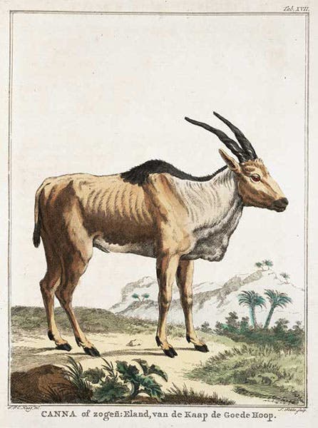 Eland, hand-colored engraving, in Arnout Vosmaer, Description d'un receuil exquis d'animaux rares, 1804 (Linda Hall Library)