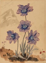 Meconopsis psilonomma, Himalayan blue poppy, watercolor by Reginald Farrer, Dec. 24, 1915, Royal Botanic Garden, Edinburgh (rbge.org.uk)