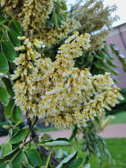 Amur Maakia flowers
