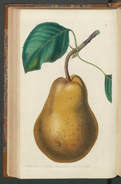 “Beurre Diel pear”, drawn by Augusta Withers, engraved by W. Clark and S. Watts, in John Lindley, Pomologia Britannica, 1841 (Linda Hall Library)