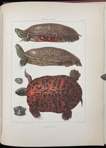 Turtles, hand-colored lithograph after drawings by Jacques Burkhardt, Contributions to the Natural History of the United States of America, by Louis Agassiz, vol. 1, plate 27, 1857 (Linda Hall Libay)