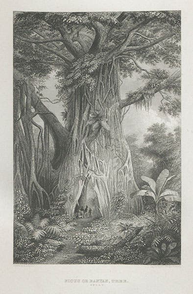 “Ficus or Banyan Tree,” engraved plate after a drawing by Alfred Agate, in Charles Wilkes, Narrative of the United States Exploring Expedition, 1845 (Linda Hall Library)
