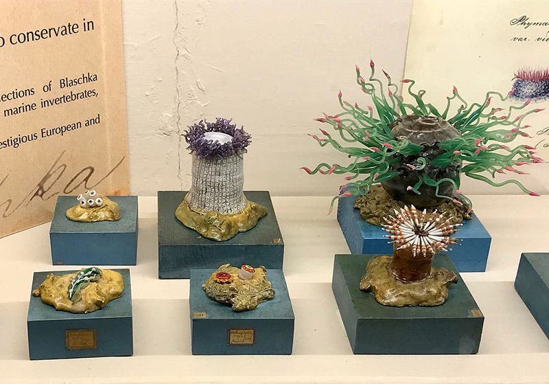 Glass invertebrates by Leopold and Rudolph Blaschka on display at the University of Pisa (Wikimedia commons)