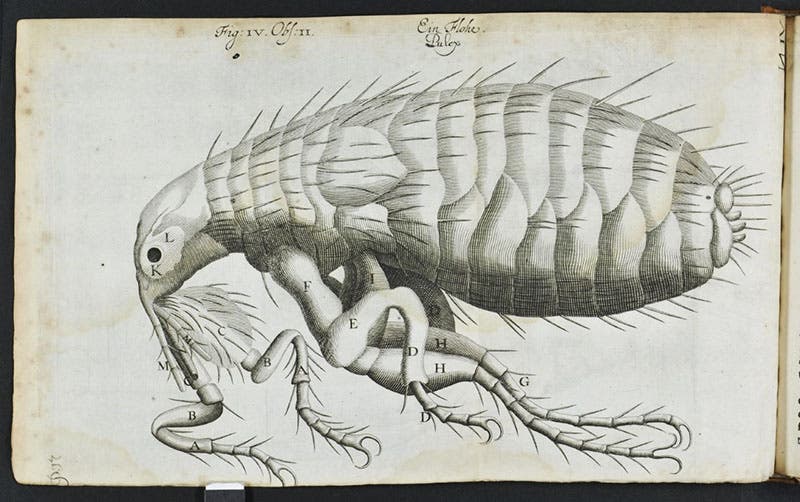 The flea engraving unfolded, Johann Franz Griendel, Micrographia nova, 1687 (Linda Hall Library)