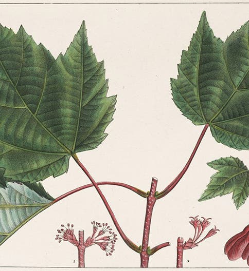 Red-flowering Maple, Acer rubrum, slight cropping of hand-colored engraving by Pancrace Bessa, The North American Sylva: or, A Description of the Forest Trees of the United States, Canada and Nova Scotia, by François-André Michaux, vol. 1, plate 49 1865 (The Linda Hall)