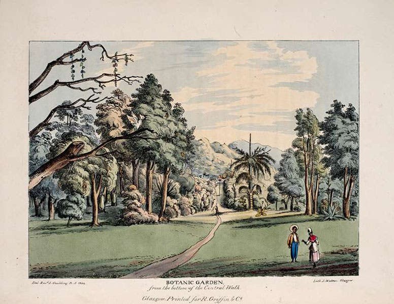 SP Lothia Collection