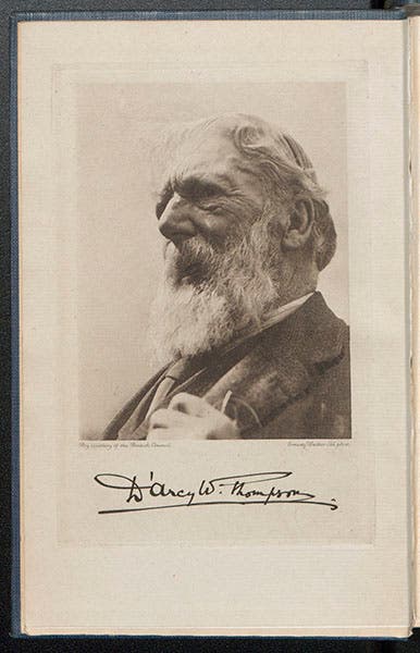 Portrait of D’Arcy Wentworth Thompson, gravure, from a festschrift in his honor, 1945 (Linda Hall Library)