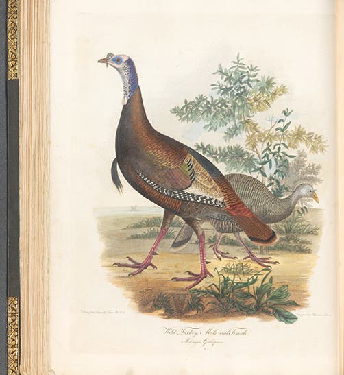 Wild turkey, male and female, hand-colored engraving by Alexander Lawson after drawing “from nature” by Titian R. Peale, American Ornithology, by Charles-Lucien Bonaparte, vol. 1, 1825 (Linda Hall Library)