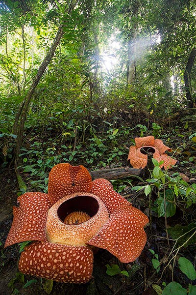 Two Rafflesia in bloom, Bengkulu province, Sumatra, Indonesia (Wikimedia commons)