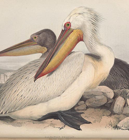 A pair of Dalmatian pelicans, by Edward Lear, hand-colored lithograph for John and Elizabeth Gould, The Birds of Europe, vol. 5, 1837, Smithsonian Libraries copy digitized by Biodiversity Heritage Library (archive.org)