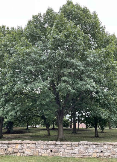 Red Oak summer