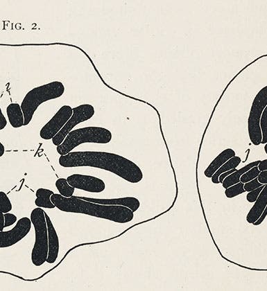 The chromosomes of <i>Brachystola magna</i>, the lubber grasshopper, from a paper by Walter Sutton, 1902 (Linda Hall Library)