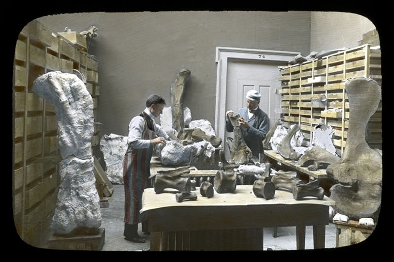 Elmer Riggs (right) and H. William Menke in the Field Columbian Museum laboratory, with Brachiosaurus humerus still encased in plaster at left, hand-tinted photograph, after 1900 (Field Museum archives)