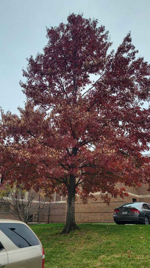 Scarlet Oak fall