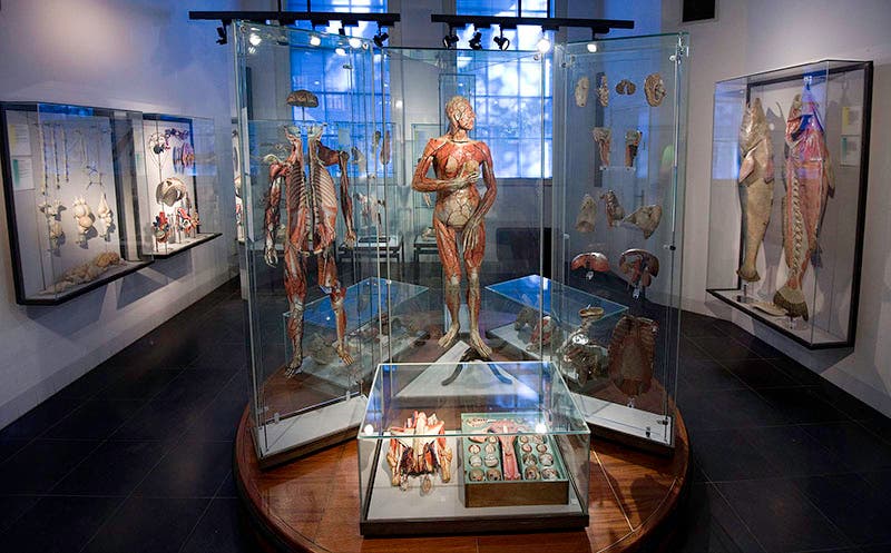 Room 19 of the Museum Boerhaave Museum in Leiden, devoted to anatomical models; the Museum has 70 Auzoux models in its collection (Wikimedia commons)