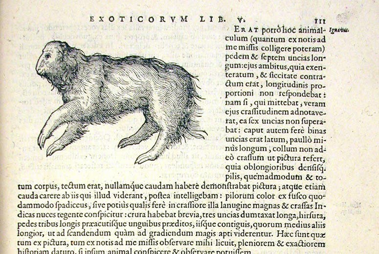 First sloth specimen, from Brazil, woodcut, Exoticorum libri decem, by Carolus Clusius, p. 111, 1605 (Linda Hall Library)