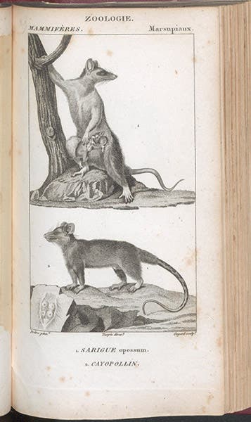 Sarigue (opossum), engraving by Jean-Gabriel Prêtre, in Dictionnaire des sciences naturelles, ed. by Frédéric Cuvier, plate vol.7, 1816-30 (Linda Hall Library)