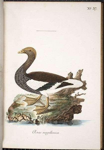 Magellanic or upland goose, hand-colored etching, Anders Sparrman, Museum carlsonianum, 1786-9, Smithsonian Libraries (library.si.edu)