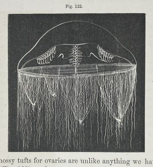 Ptychogena lactea, a jellyfish, drawing by Alexander Agassiz, Seaside Studies in Natural History, by Elizabeth Agassiz and Alexander Agassiz, p. 86, fig. 122, 1865 (Linda Hall Library)